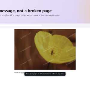 Image disable-right-click-2